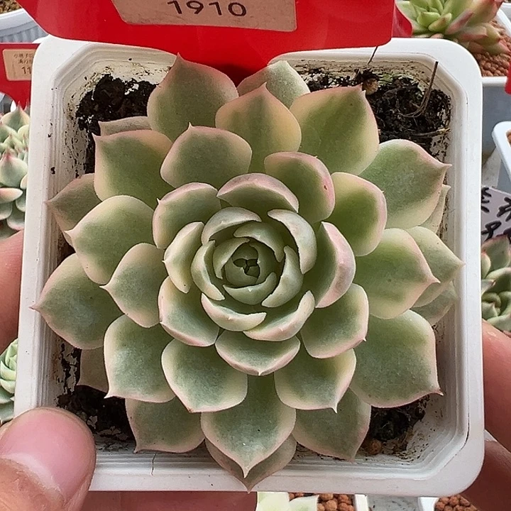 1910号沙漠玫瑰锦多肉