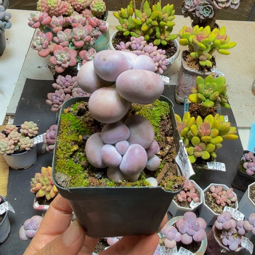 379芭比奶5cm多肉