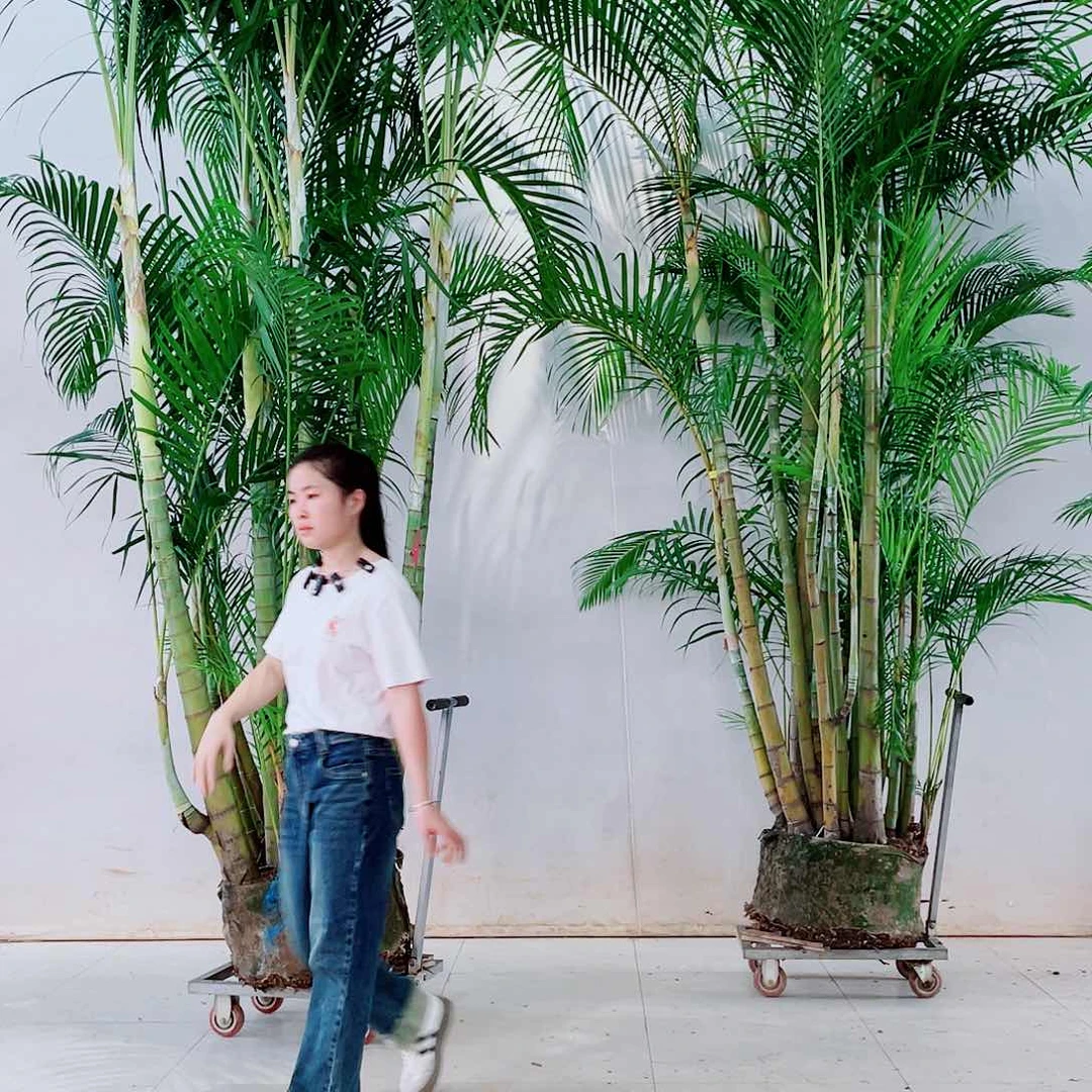 无花朵黑*.888888999