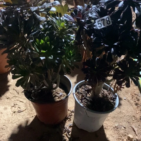 暖***宝578两颗法师多肉植物