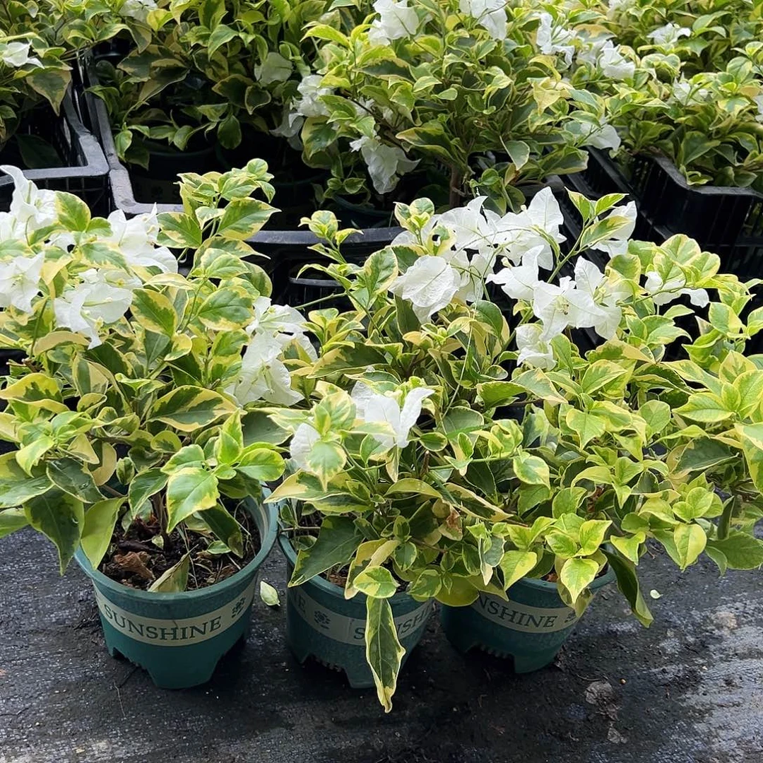 大部分花苞少量开放金边白掌中宝一颗