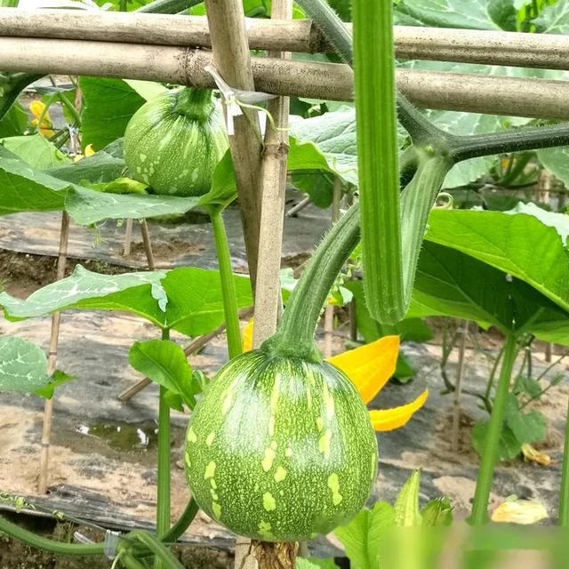 云南牛寨高山南瓜