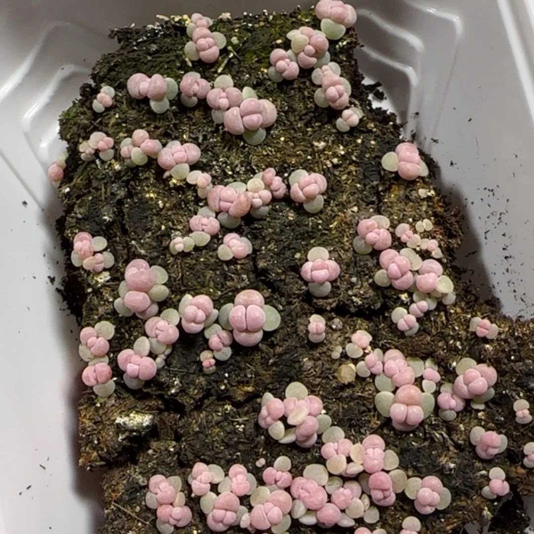 420号彩虹奶酪一盒