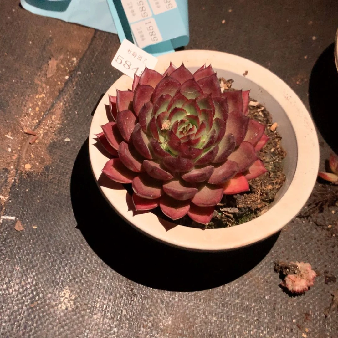 5848杂交多肉植物基地