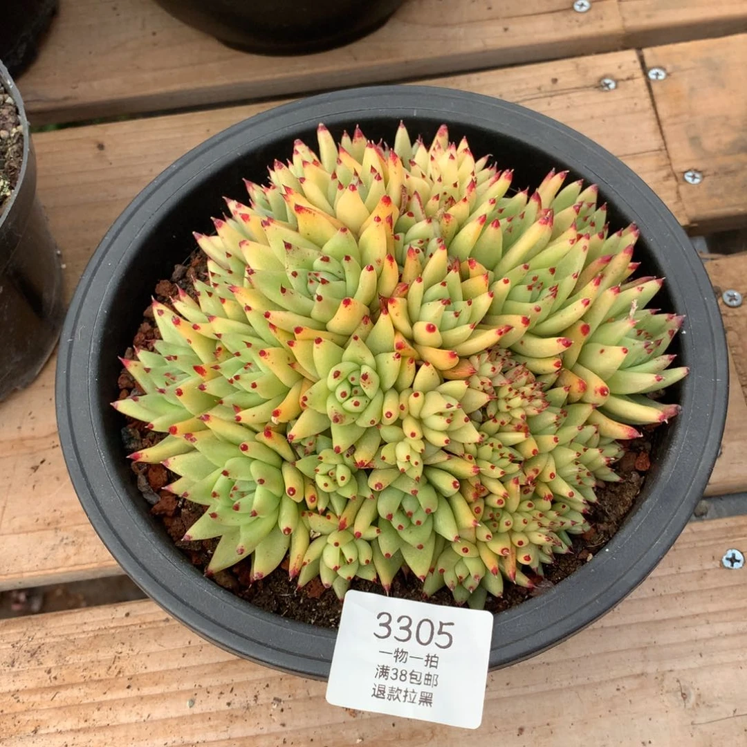 17厘米虎金缀3305