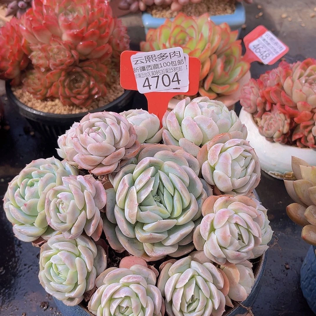 4704贝壳西娜多肉植物