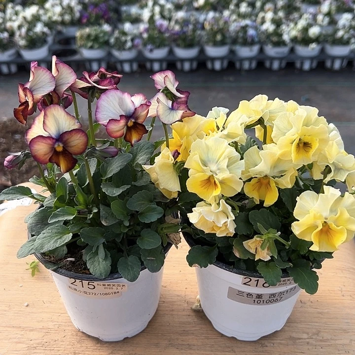 水晶抖音直播闪拍215-216