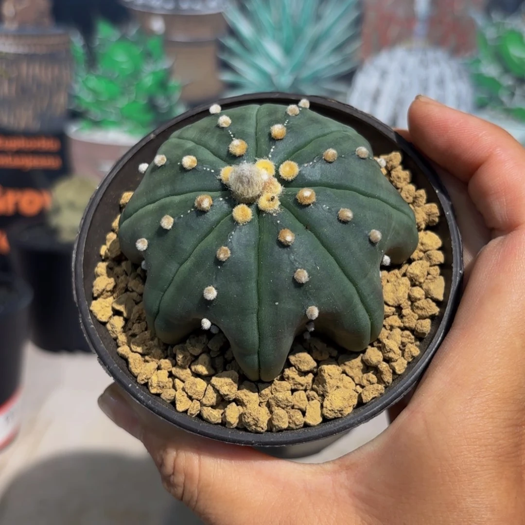 指纹海星wwwwwwwwwwwwwww