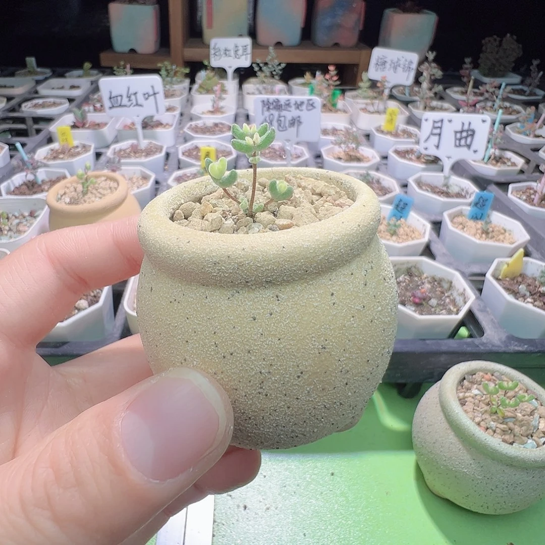 带盆盆，尺寸很小，2546月曲（带锦）拍下不退不换