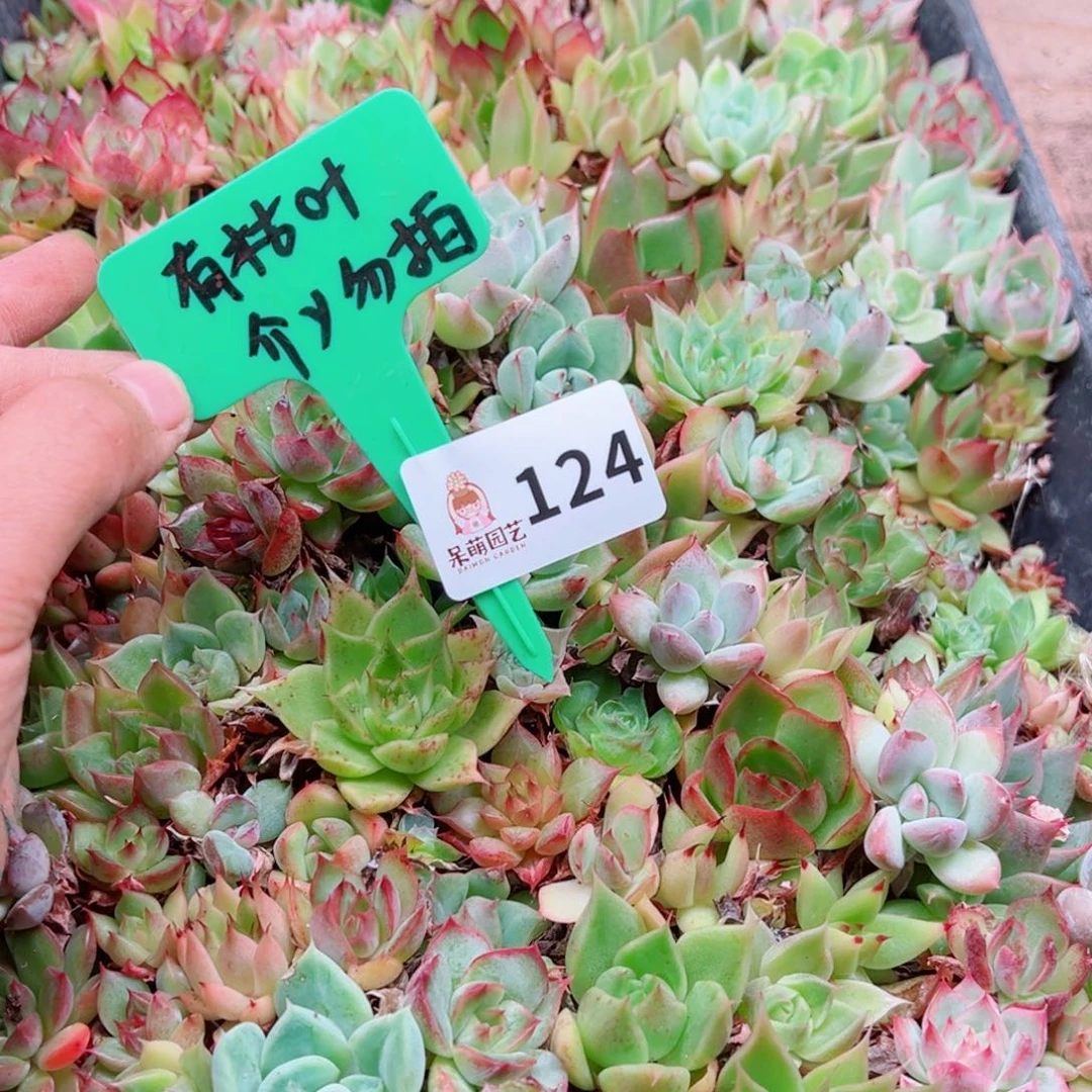 多肉植物多肉植物