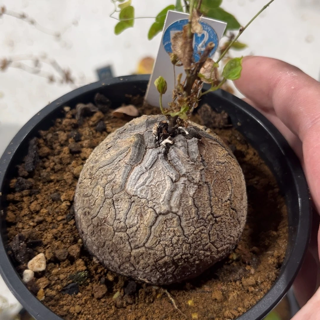 592龟甲龙带盆带土发货