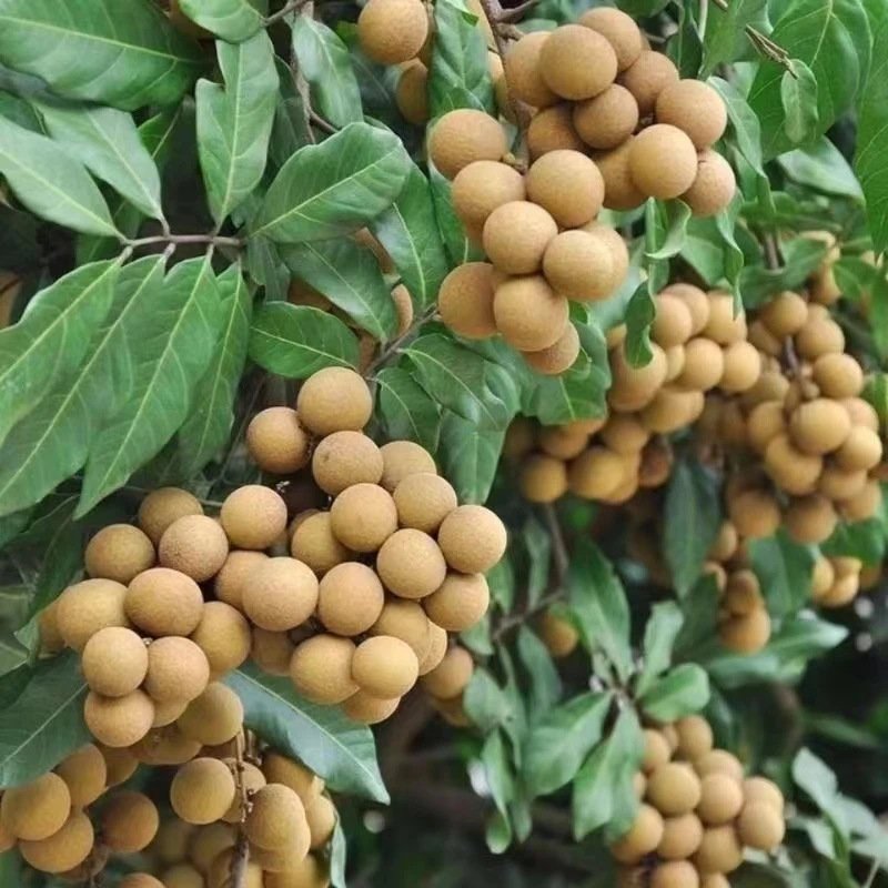 漳州云霄老树龙眼6/10斤装带箱草铺龙眼新鲜水果顺丰包邮