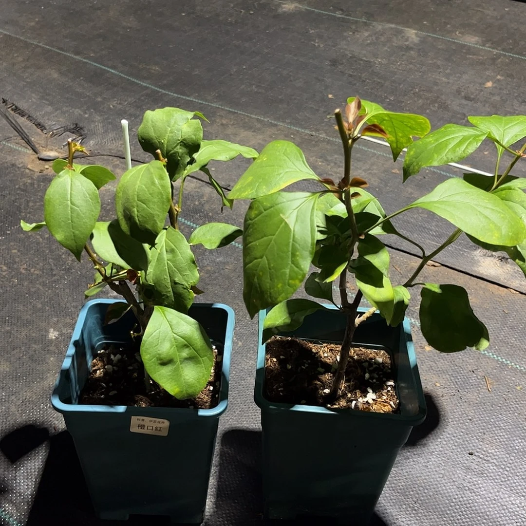 当前无花栽培后可以开花【橙口红一颗】随机发货福利款不售后