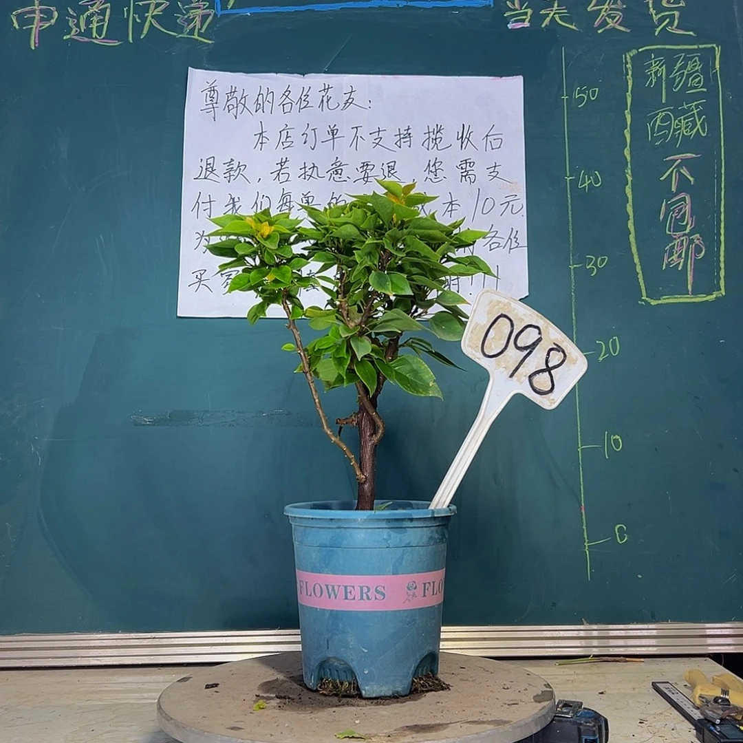 当前无花栽培后可以开花塔黄 098