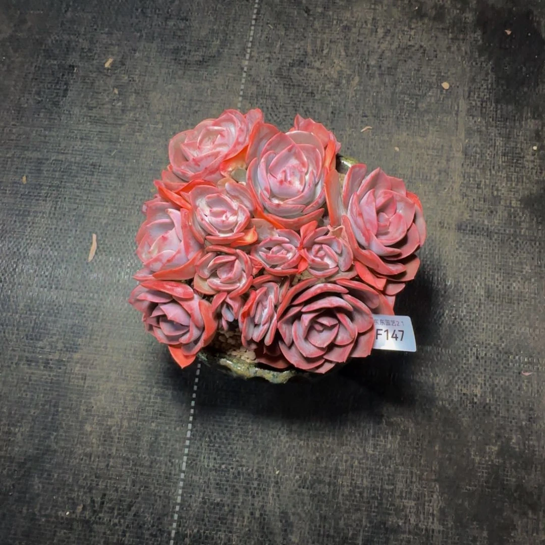 就****?d f f f f f f f f f 147