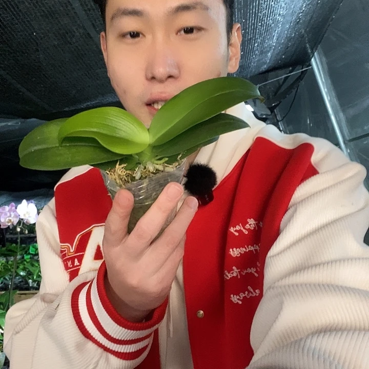 无花朵夏日黑莓带花剑