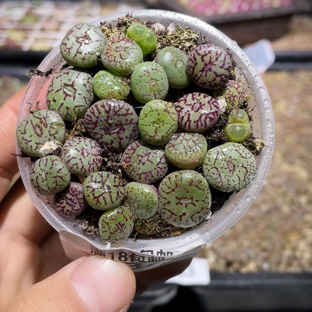 684当天凑满十八元包邮生石花