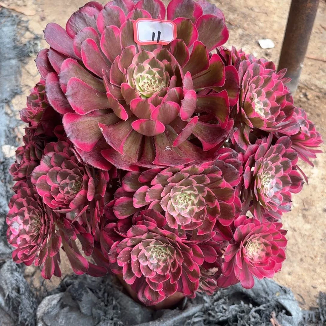 无花朵11霁月多肉植物