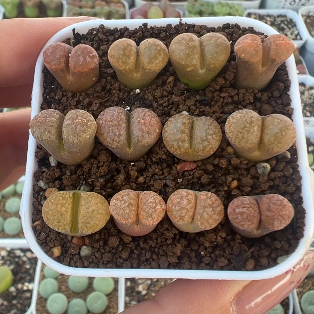717蛋糕风铃裸根发货