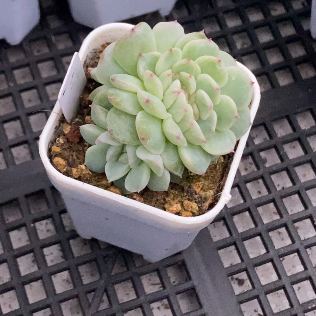 枫****纸鸢缀化一物一拍