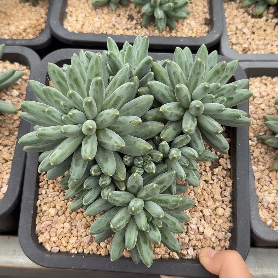 伊卡鲁斯整无砍群生多肉
