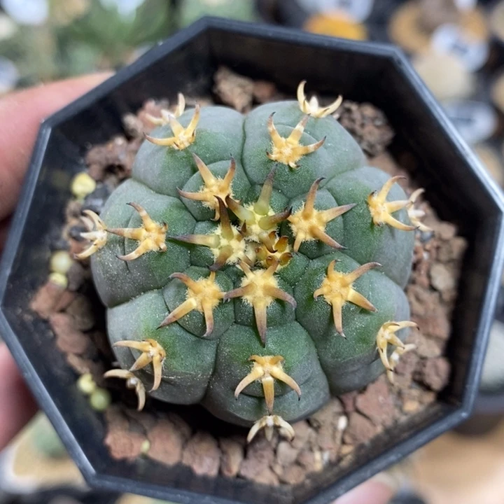 实生猫爪97号4.3cm