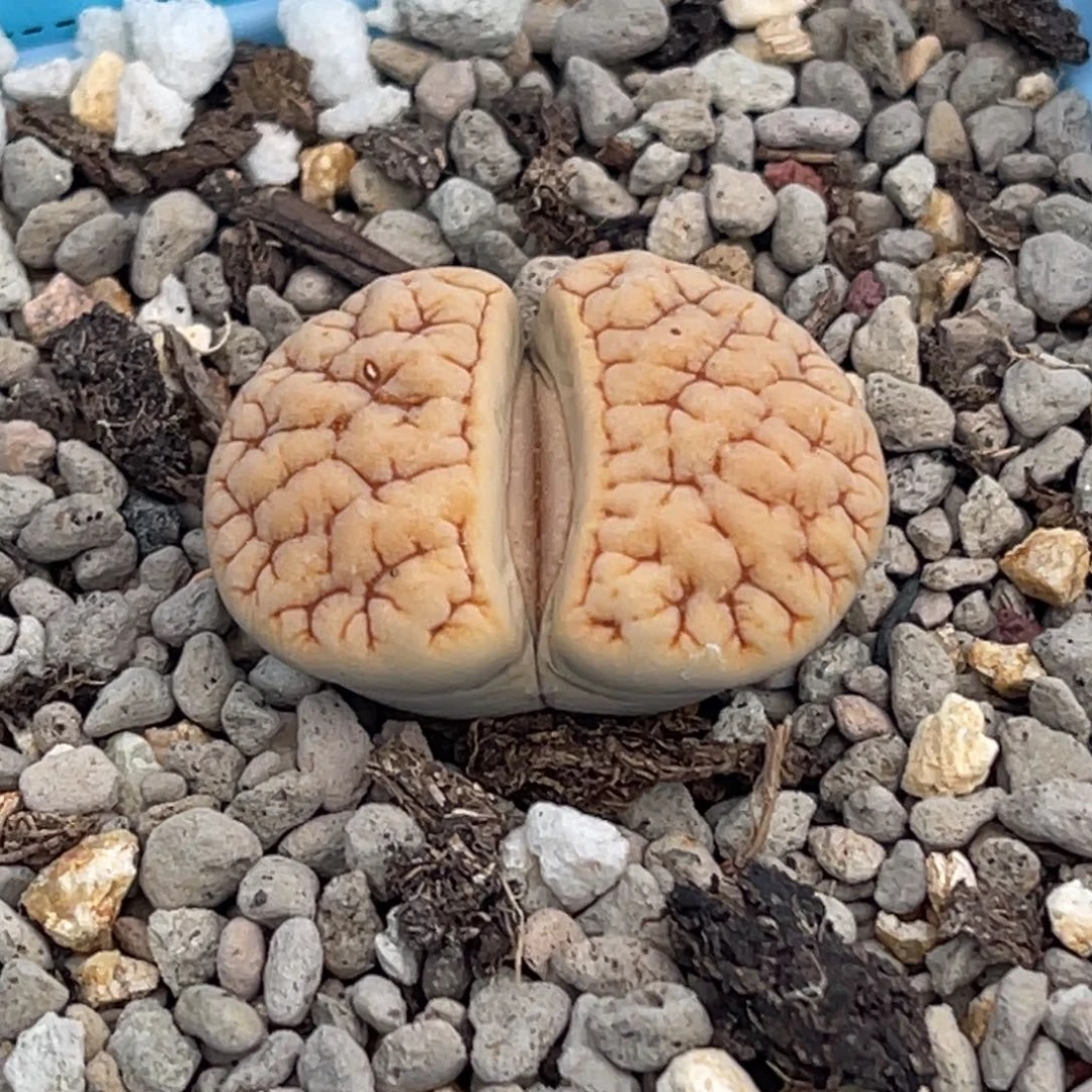 飞***花7741凹凸铁189一颗