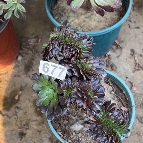 平***乐多肉植物一个黑同677