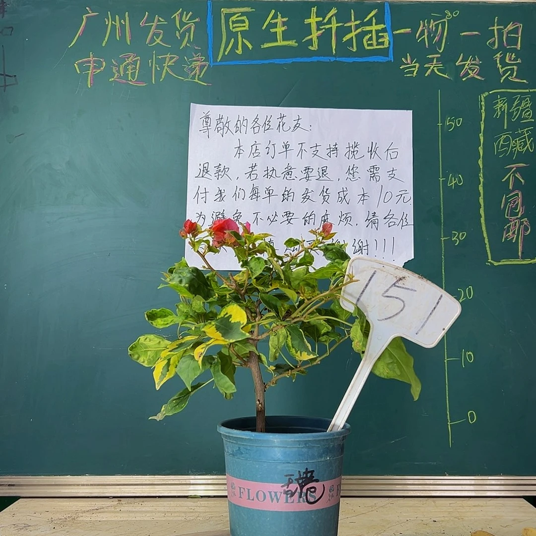 当前无花栽培后可以开花  香港丽人  151