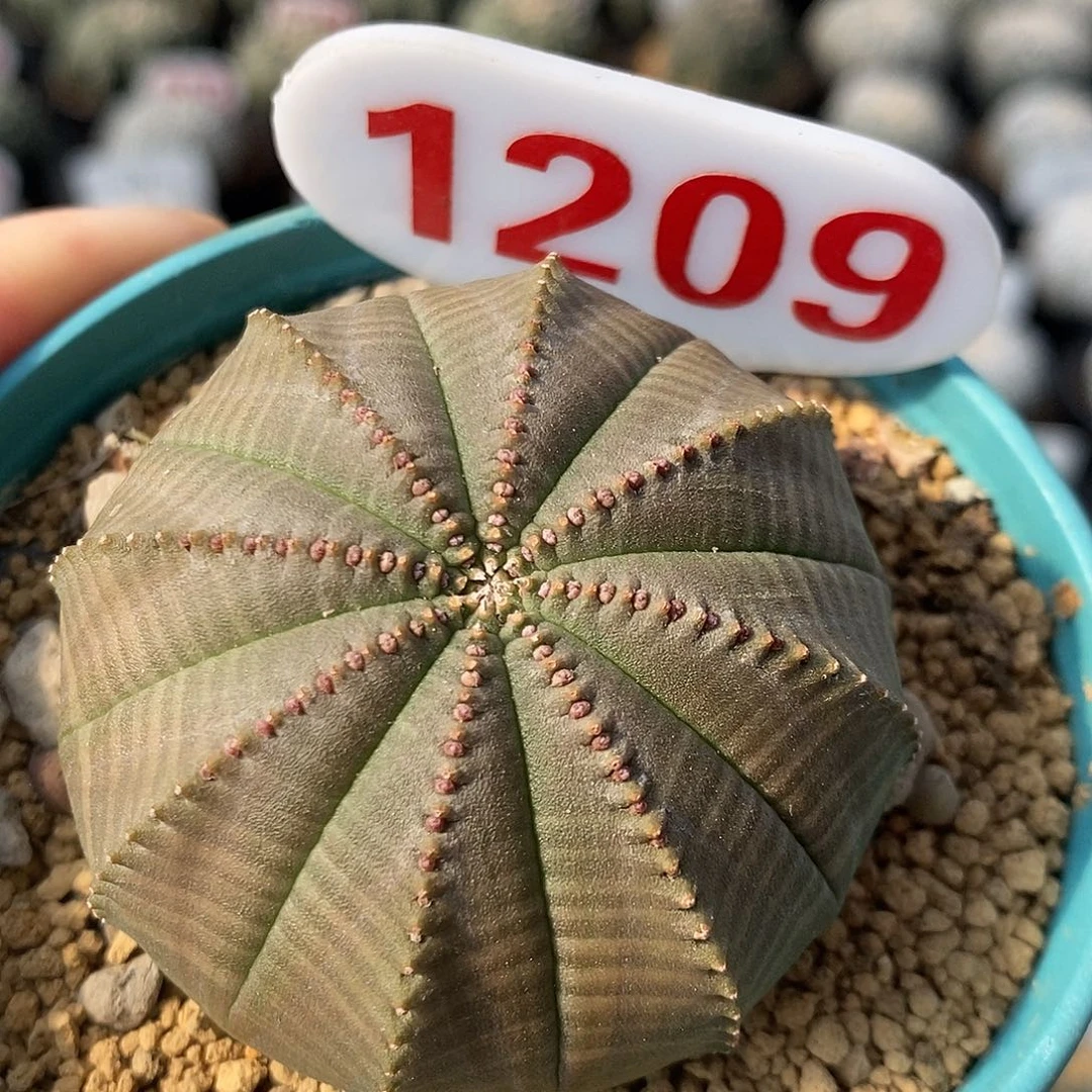 1209布纹球系列产品的