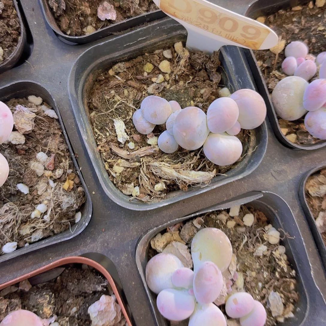 D909彩虹奶一物一拍