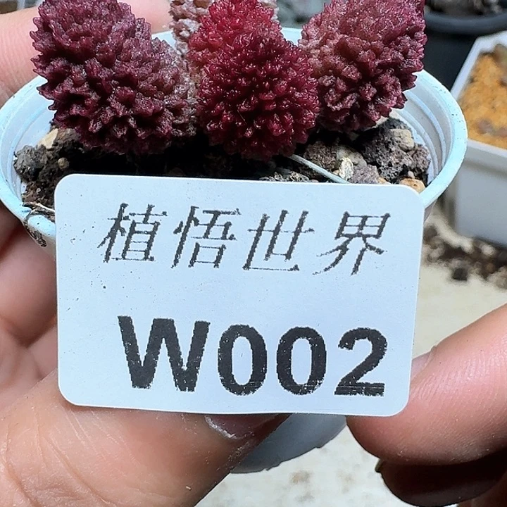 002盒多肉植物哇c