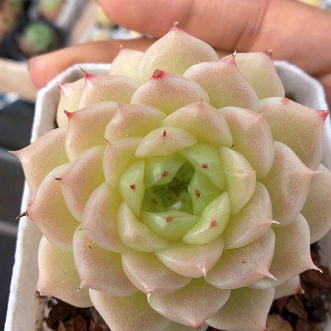油透麦秆可拍4819号