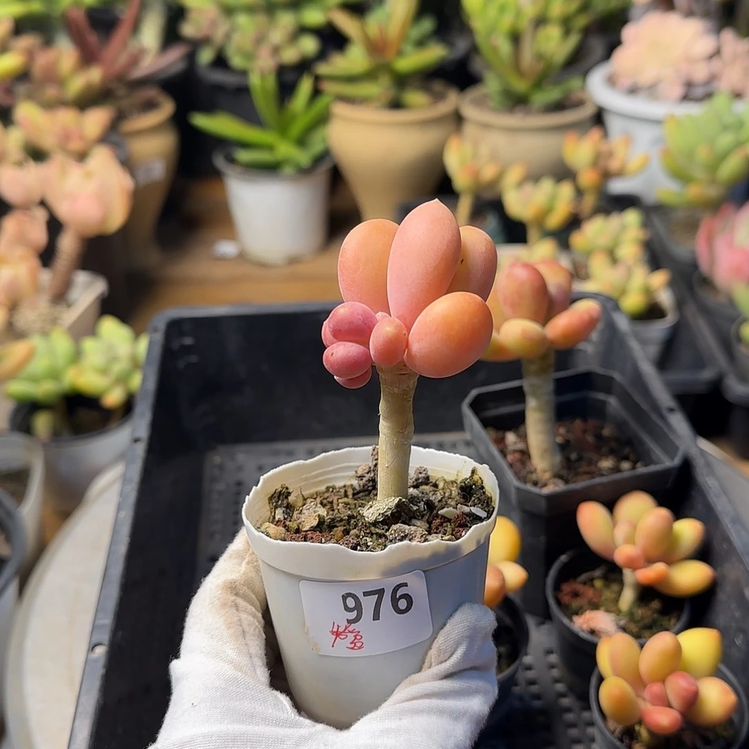 青*园976 一物一拍