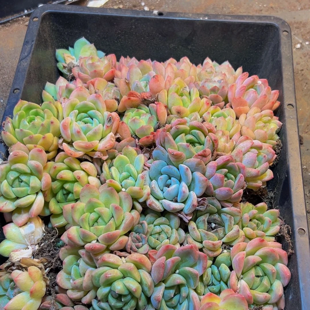 295谢谢谢谢谢谢出差出v