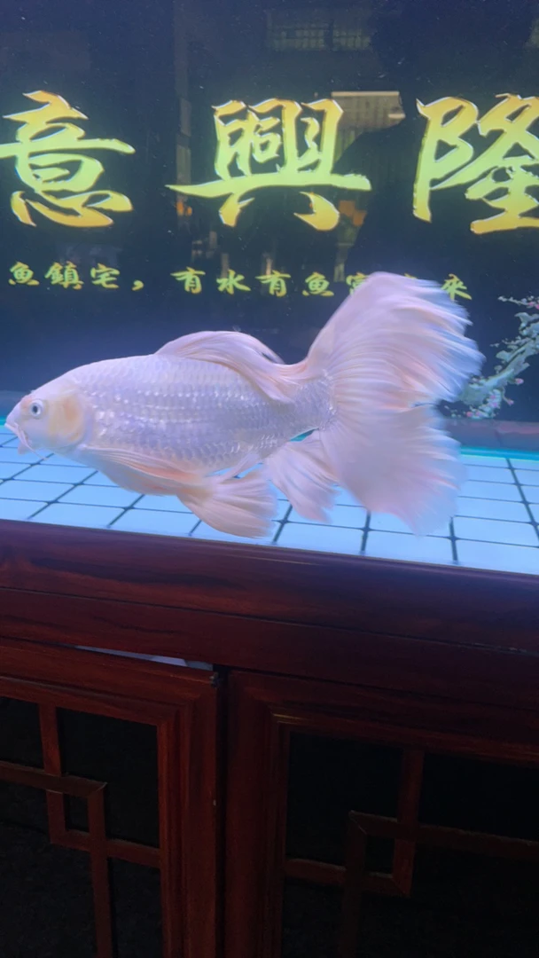 纯种蝴蝶鲤鱼5 - 35厘米观赏鱼精品混养活体冷水好养
