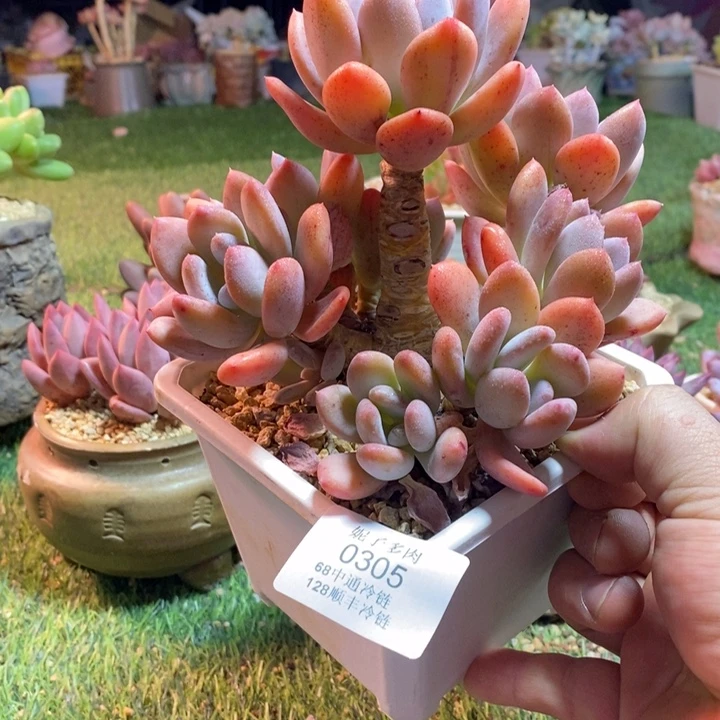 0305啊啊啊啊啊啊啊啊啊啊啊啊