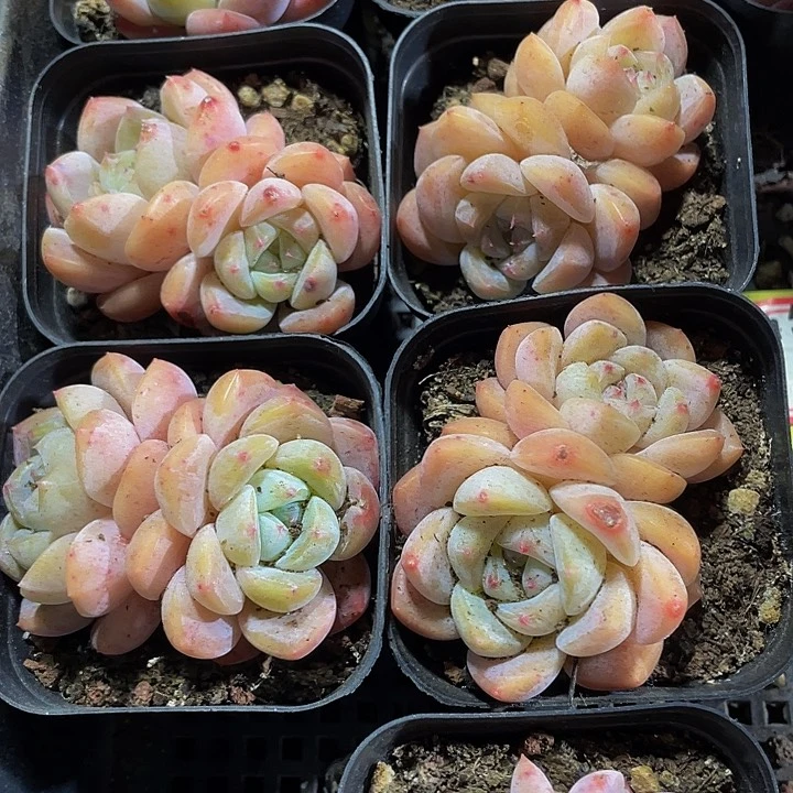 双头冰糕3.8带盆土发