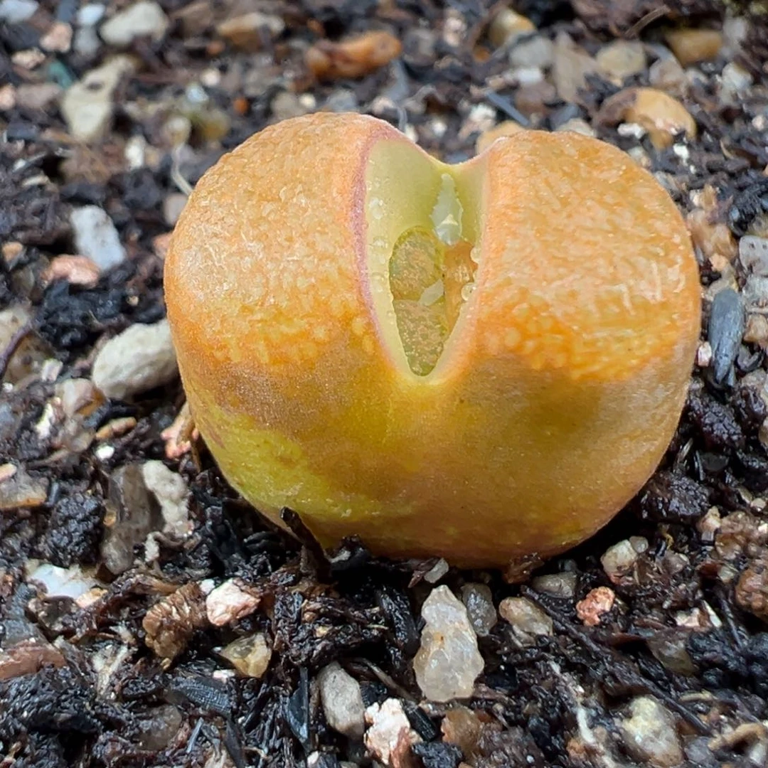 2.24好看的多肉脱土发货720