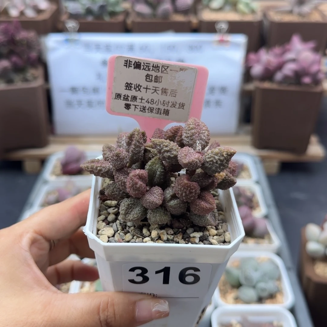 316荔枝皮多肉植物