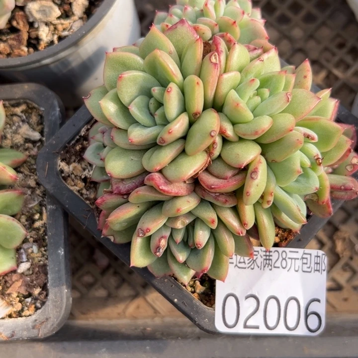 幸运儿的故事也是很有意思