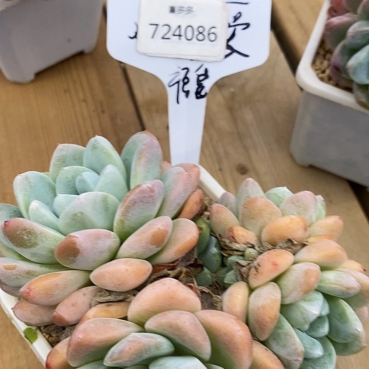 724086雪媚娘福利