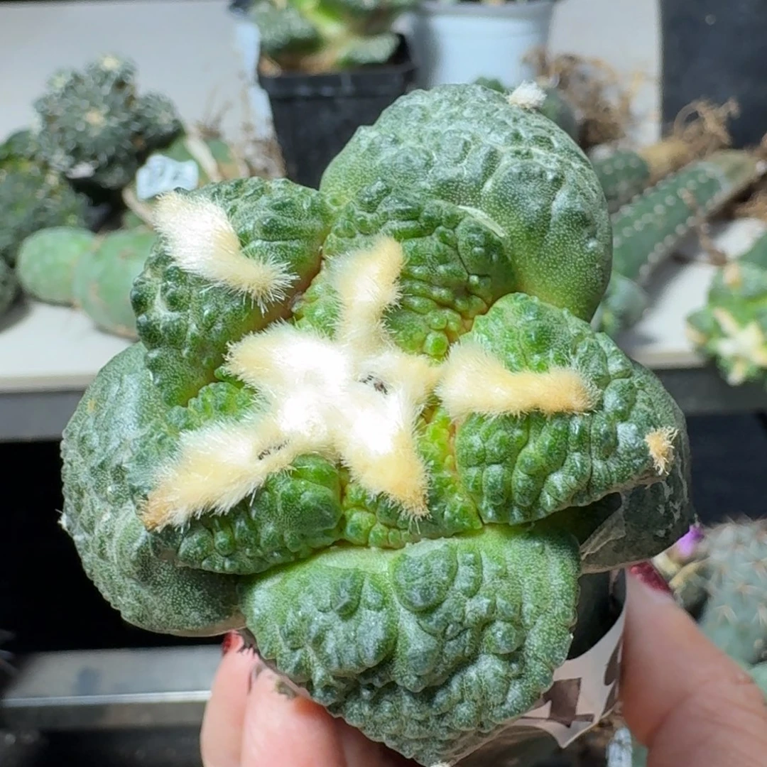 【闪购商品】无花朵大尤哥斯拉连山748