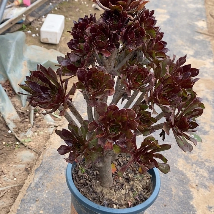 黑法59多肉植物法师法师