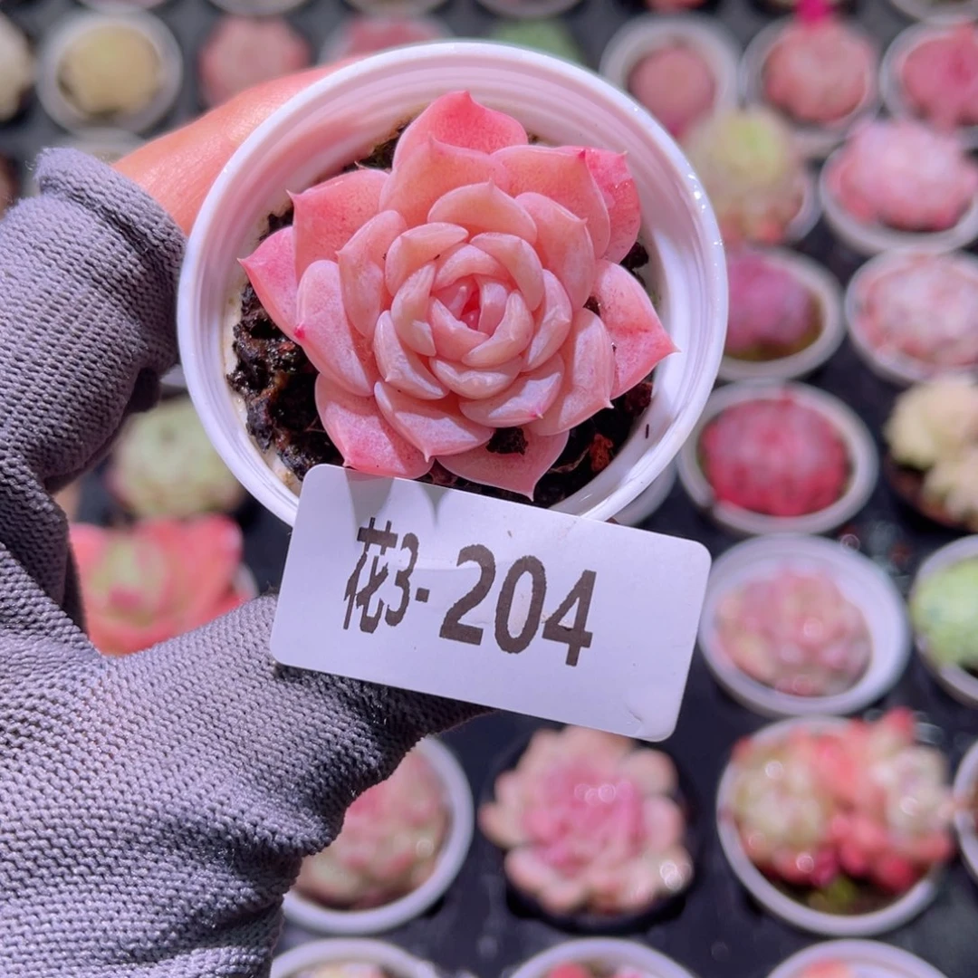 花03-204纯爱单头