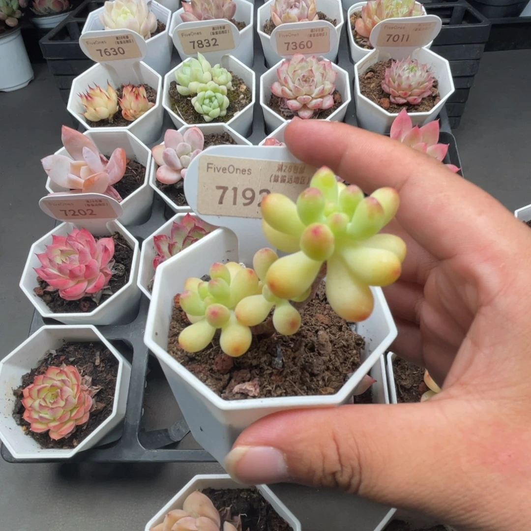 7192乙女心4.0厘米