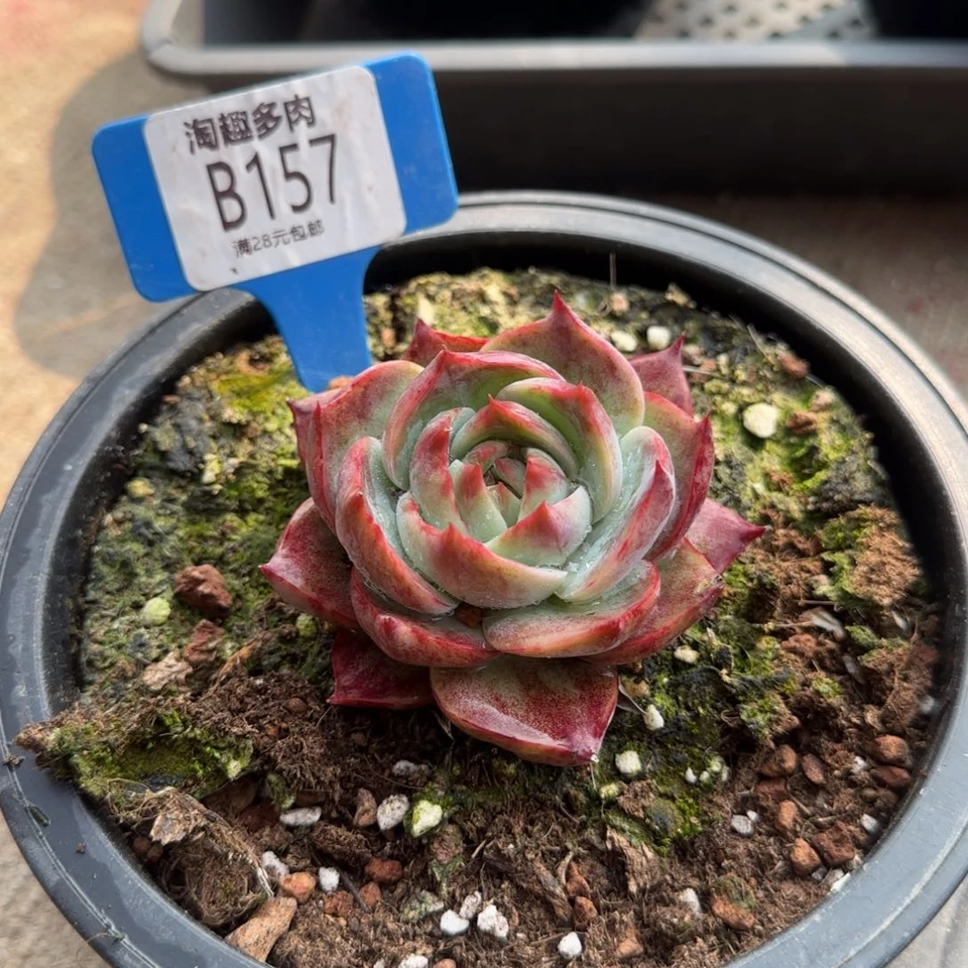 不****～多肉植物惊鸿仙子哇塞