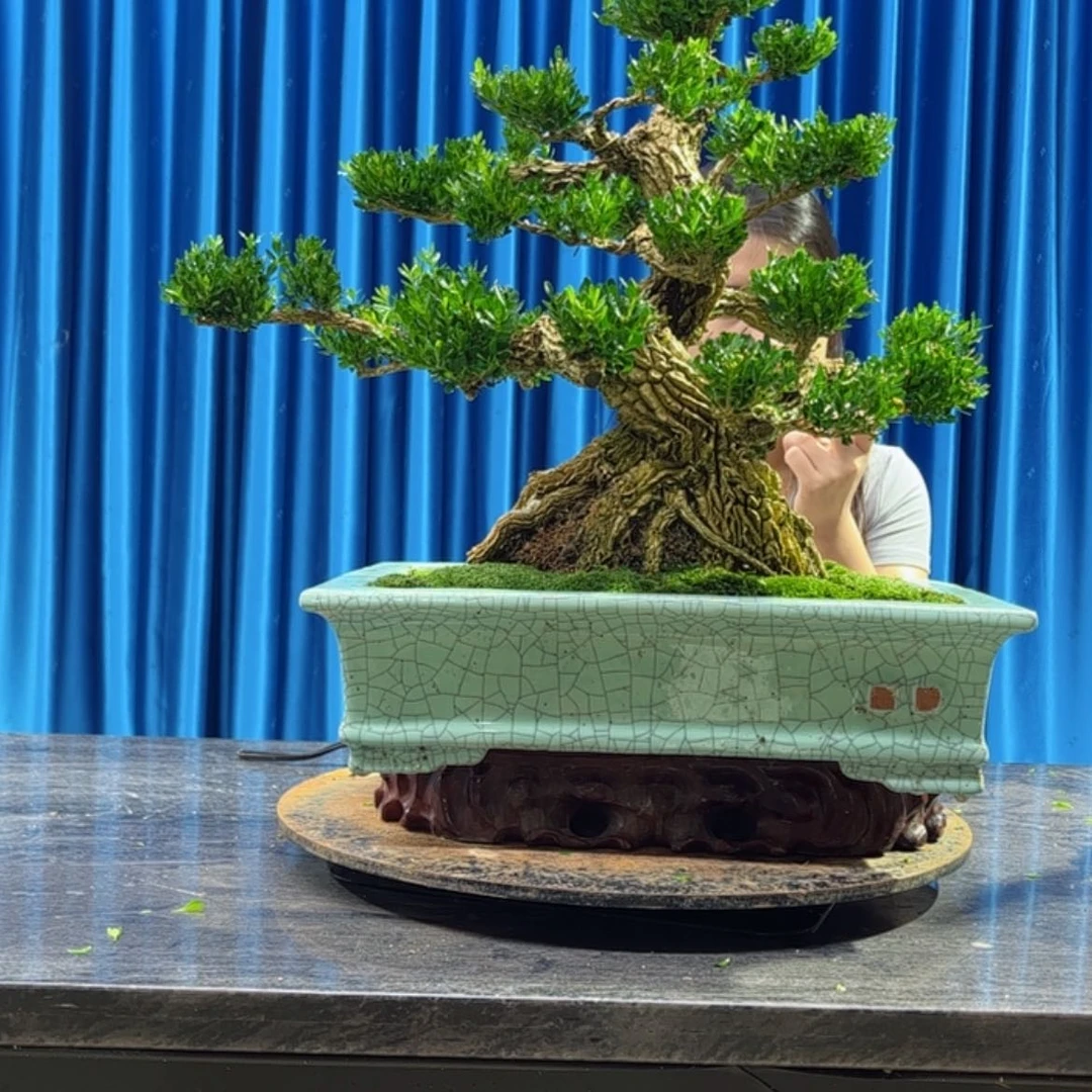 【闪购商品】当前无花朵，栽培后可花朵黄杨盆景