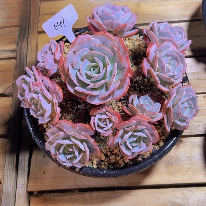 丫*041蓝粉台阁128。。。。。