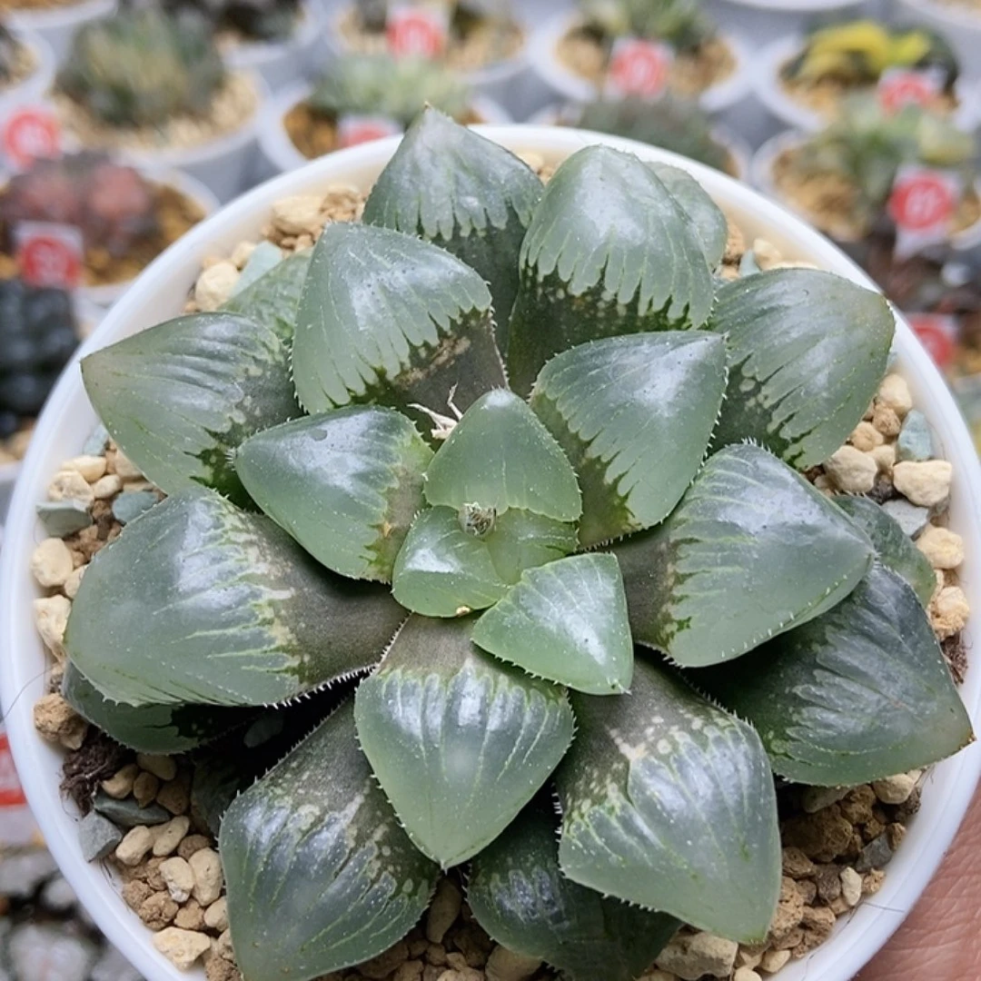 11111111巨峰玉露